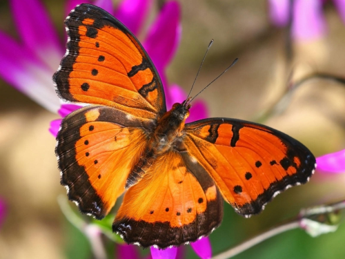 Бабочки в большом разрешении фото 19