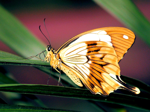 Бабочки в большом разрешении фото 21
