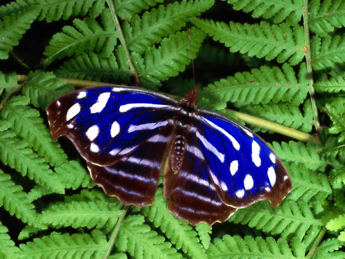 Бабочки в большом разрешении фото 23