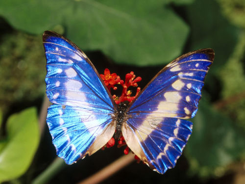Бабочки в большом разрешении фото 26