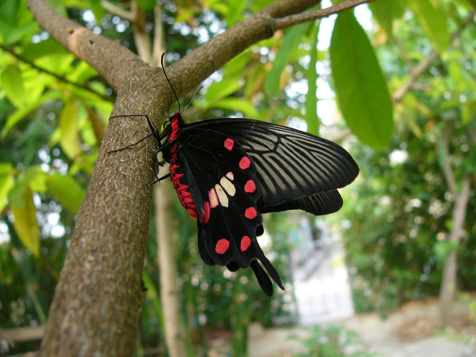 Бабочки в большом разрешении :: фотография 1