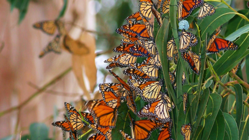 Бабочки в большом разрешении фото 35