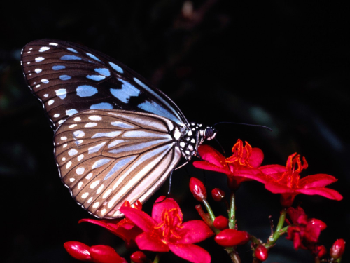 Бабочки в большом разрешении фото 39