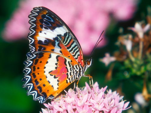 Бабочки в большом разрешении фото 44