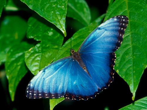 Бабочки в большом разрешении фото 45
