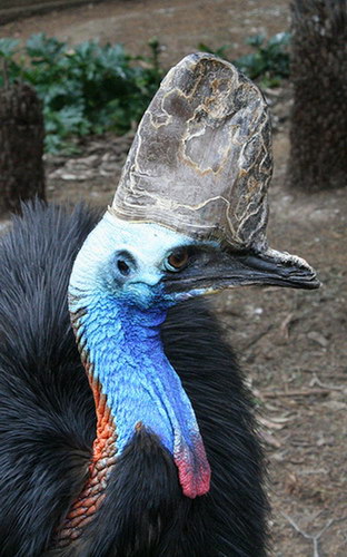 Животный мир :: Удивительная птица Казуар фото 3