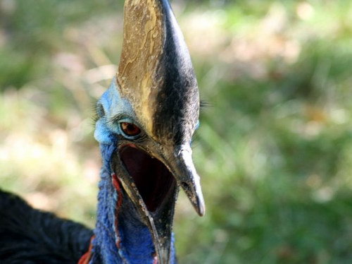 Животный мир :: Удивительная птица Казуар фото 9