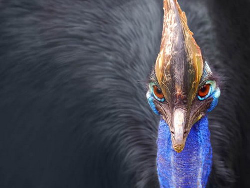 Животный мир :: Удивительная птица Казуар фото 12