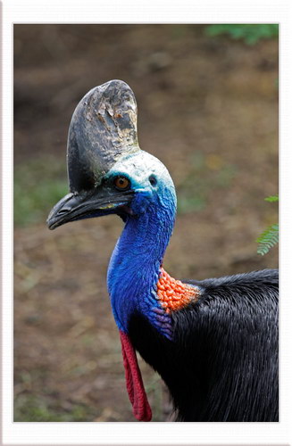 Животный мир :: Удивительная птица Казуар фото 22