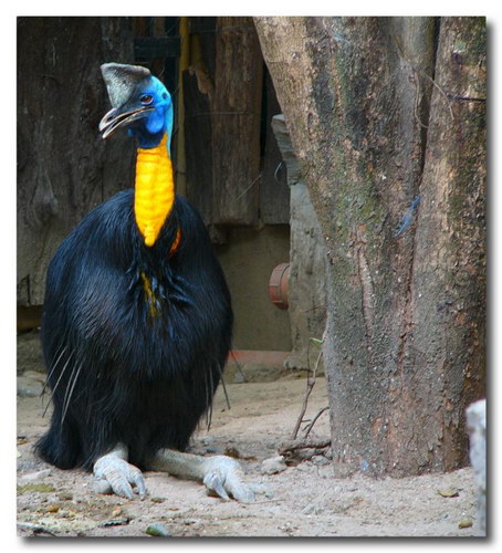 Животный мир :: Удивительная птица Казуар фото 25