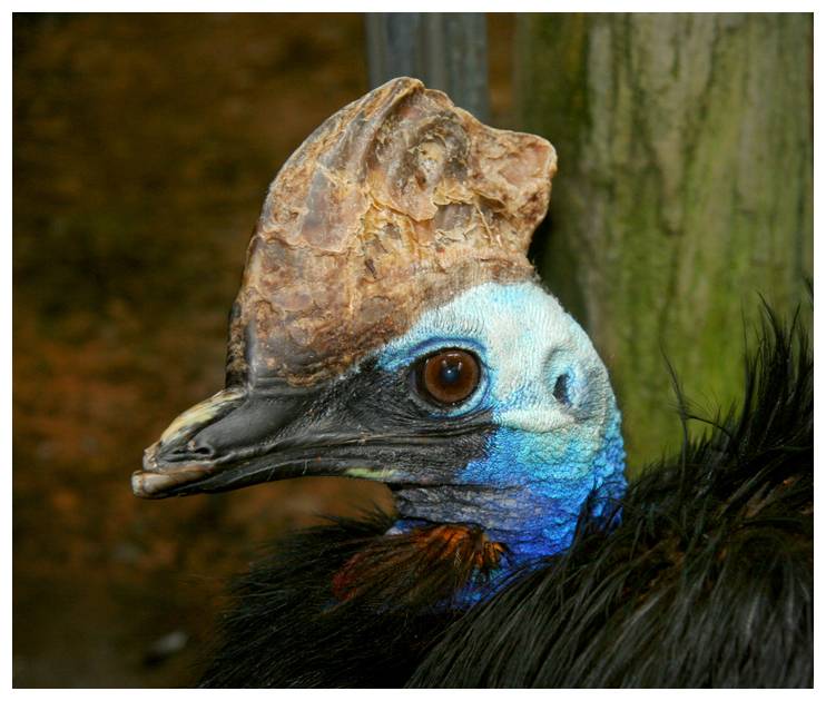 Животный мир :: Удивительная птица Казуар :: фотография 1