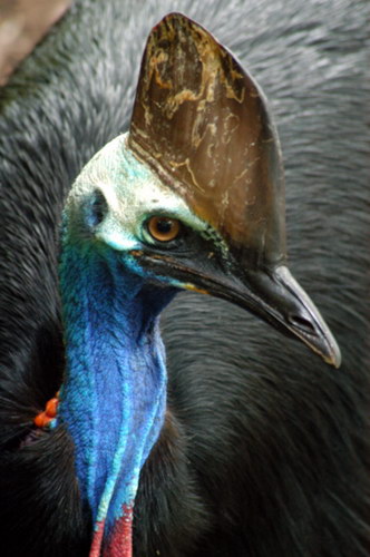 Животный мир :: Удивительная птица Казуар фото 31