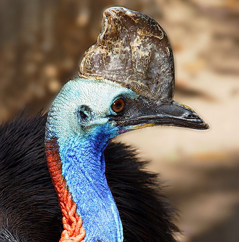 Животный мир :: Удивительная птица Казуар фото 32