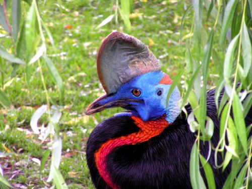 Животный мир :: Удивительная птица Казуар фото 33