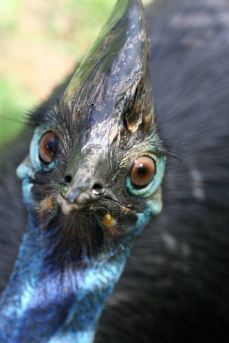 Животный мир :: Удивительная птица Казуар фото 34