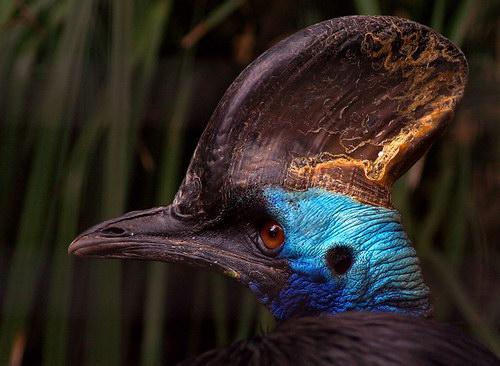Животный мир :: Удивительная птица Казуар фото 35