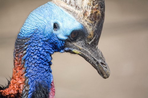 Животный мир :: Удивительная птица Казуар фото 41