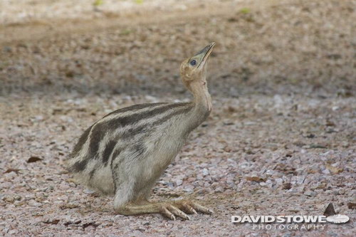 Животный мир :: Удивительная птица Казуар фото 43