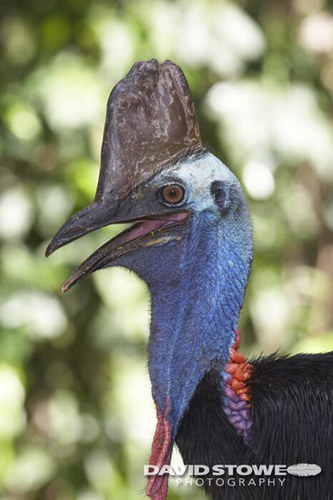 Животный мир :: Удивительная птица Казуар фото 45