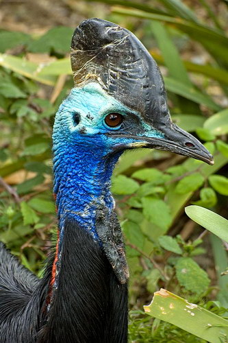 Животный мир :: Удивительная птица Казуар фото 48