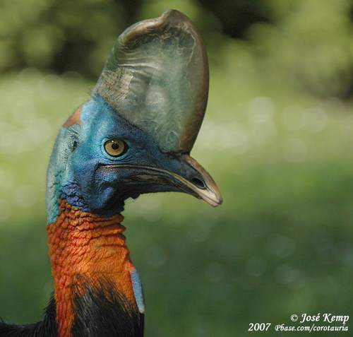 Животный мир :: Удивительная птица Казуар фото 49