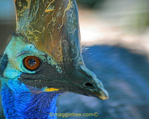 Животный мир :: Удивительная птица Казуар фото 50