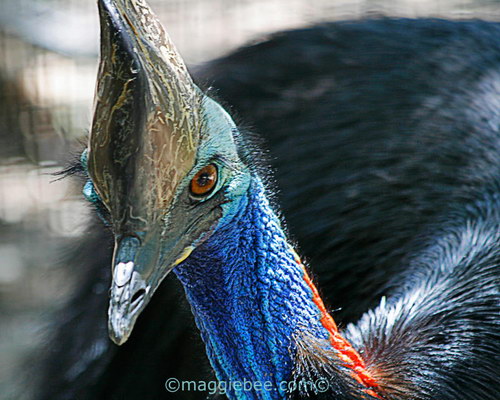 Животный мир :: Удивительная птица Казуар фото 51