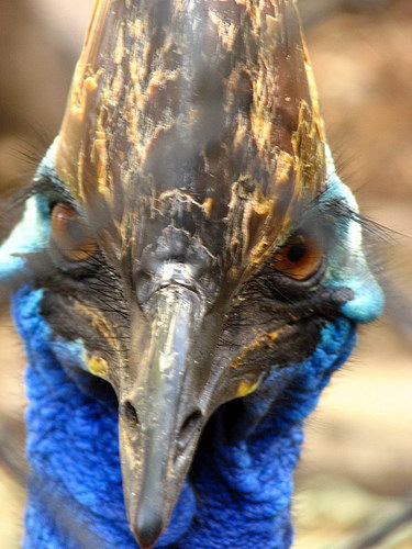 Животный мир :: Удивительная птица Казуар фото 52