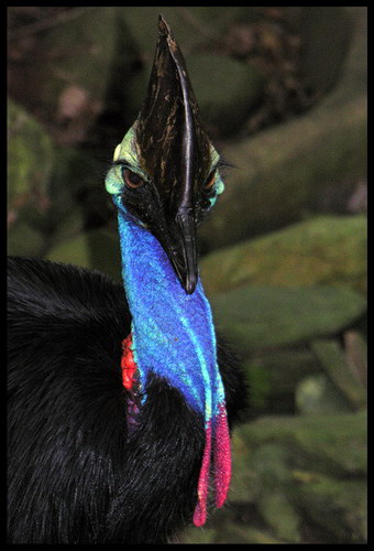 Животный мир :: Удивительная птица Казуар фото 53