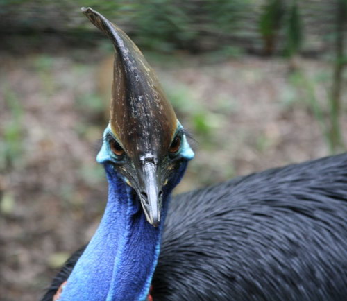 Животный мир :: Удивительная птица Казуар фото 57