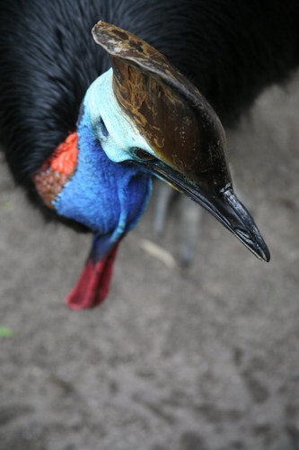 Животный мир :: Удивительная птица Казуар фото 58