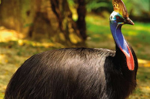 Животный мир :: Удивительная птица Казуар фото 60