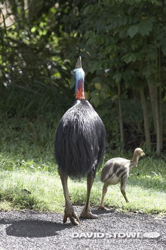 Животный мир :: Удивительная птица Казуар фото 0