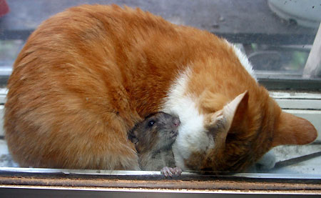 Беспощадная мышь фото 1
