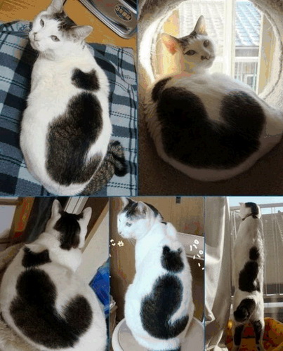 Кошка с рисунком кошки фото 0