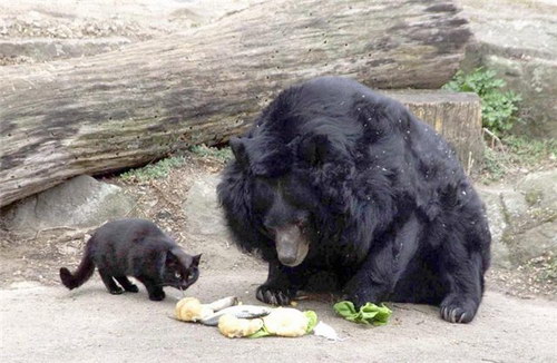 Животный мир :: История дружбы кота и медведя фото 1