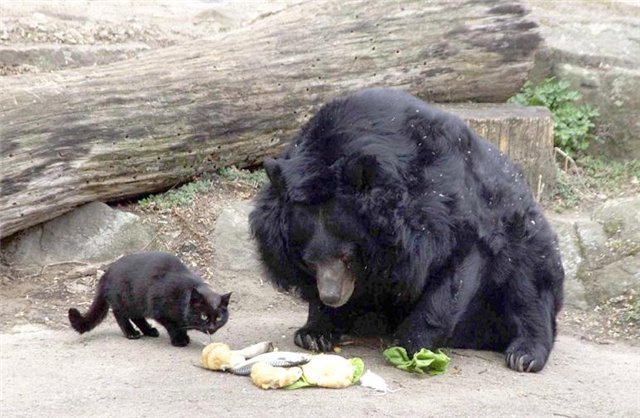 Животный мир :: История дружбы кота и медведя :: фотография 1