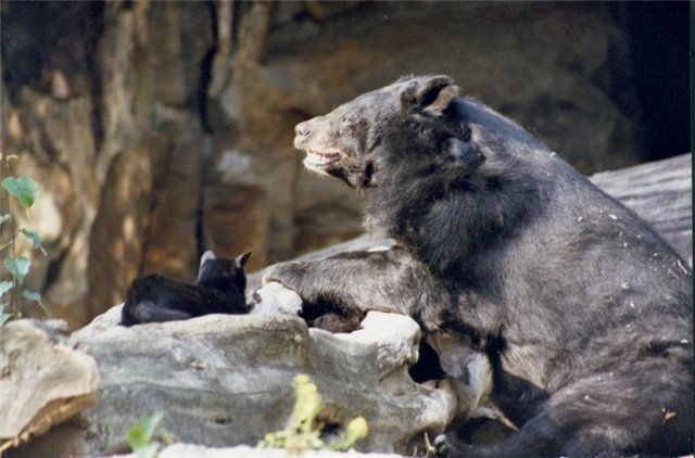 Животный мир :: История дружбы кота и медведя :: фотография 1