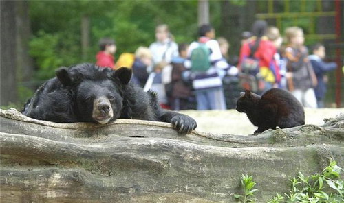 Животный мир :: История дружбы кота и медведя фото 0