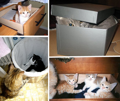 Способы хранения кошек фото 62