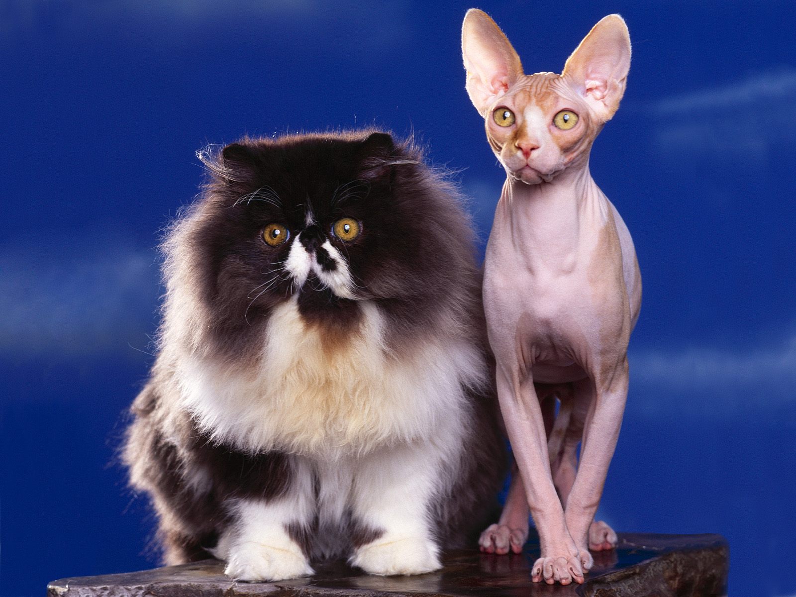Порода кошек д. Сфинкс Ориентал Манчкин. Сфинкс длинношерстный. Американский керл сфинкс. Сфинкс (порода кошек) пушистая.