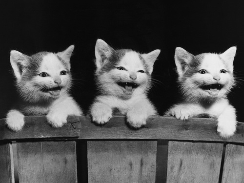 Кошки на рабочий стол фото 43