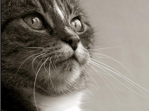 Животный мир :: Кошки фото 12