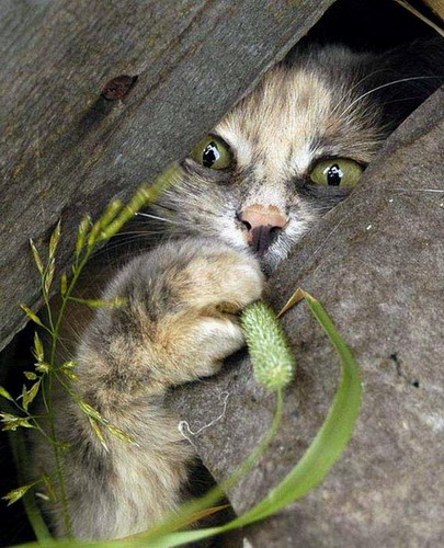 Животный мир :: Кошки фото 0