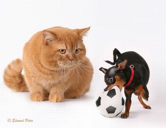 Кошки и их друзья :: фотография 1