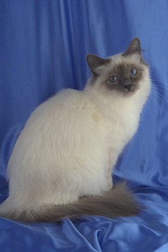http://basik.ru/images/cats_breeds/04.jpg