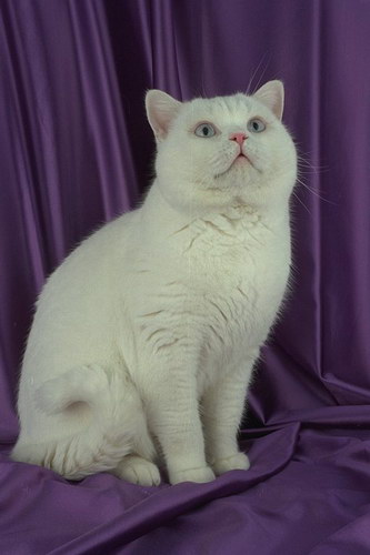 http://basik.ru/images/cats_breeds/07.jpg