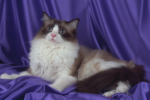 http://basik.ru/images/cats_breeds/26.jpg