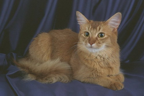 http://basik.ru/images/cats_breeds/34.jpg