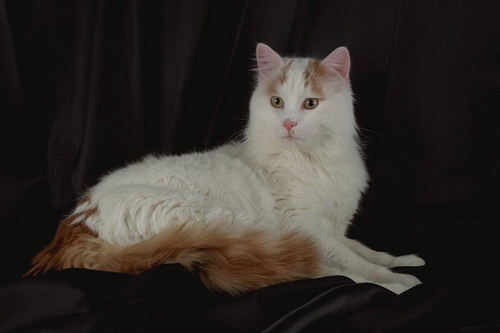 http://basik.ru/images/cats_breeds/37.jpg